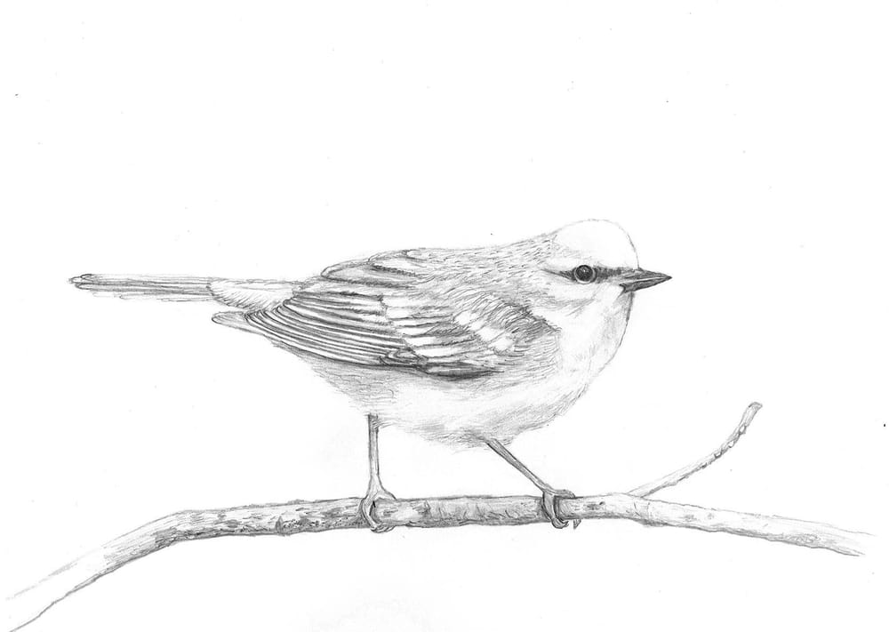 Pretty Little Birdie - image 2 - student project