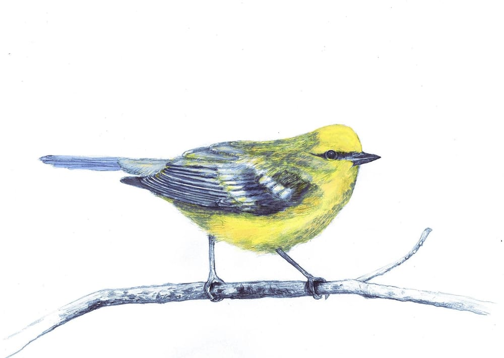 Pretty Little Birdie - image 3 - student project
