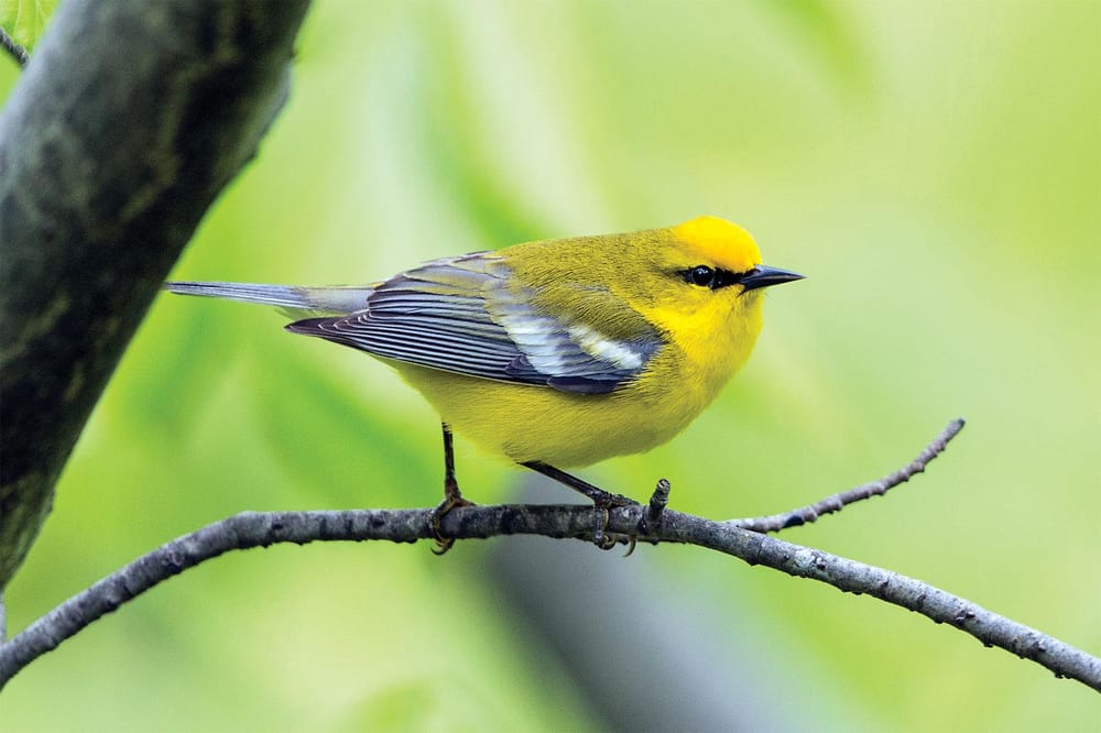 Pretty Little Birdie - image 1 - student project