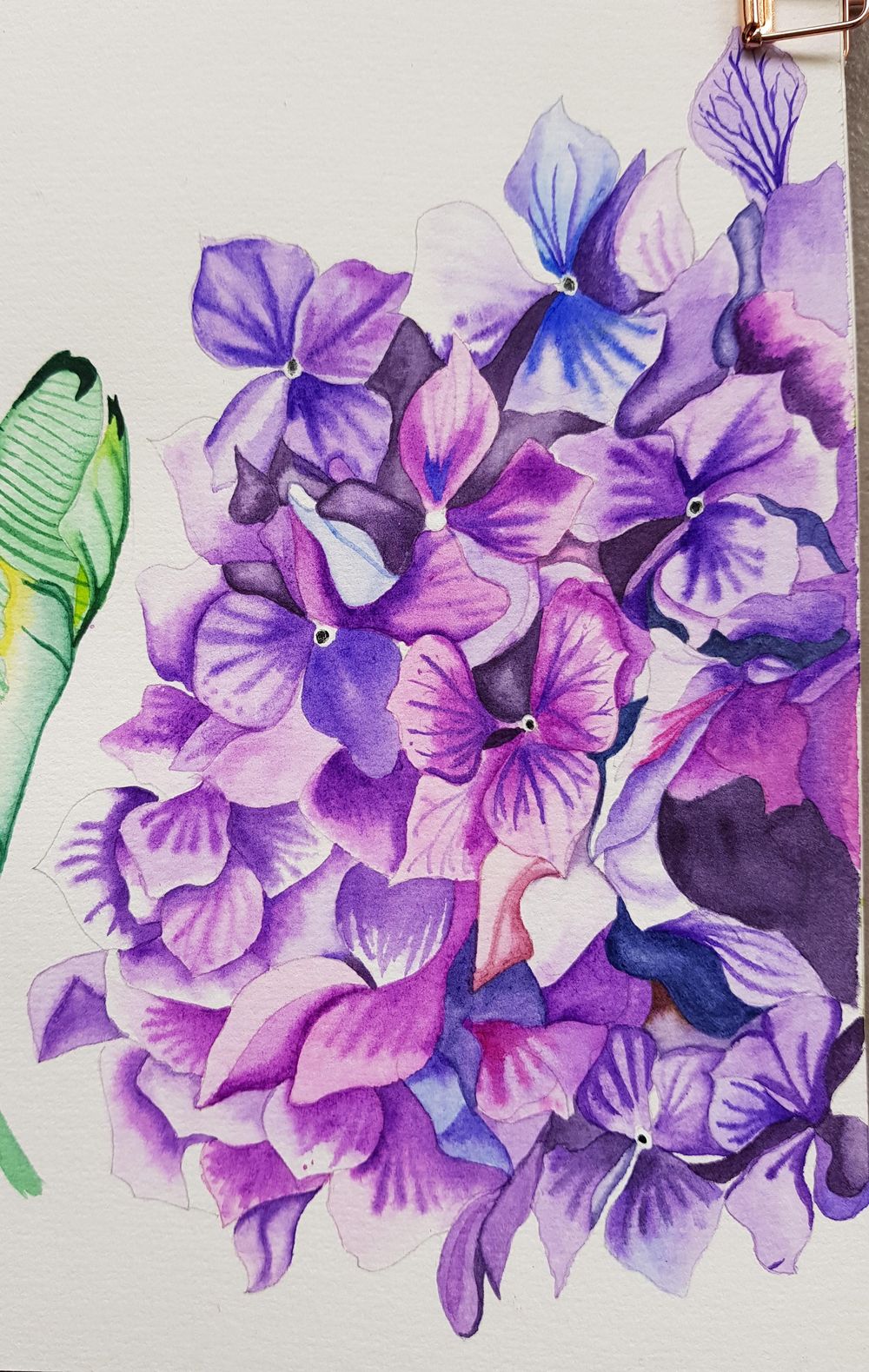 Watercolor Hydrangea - image 1 - student project