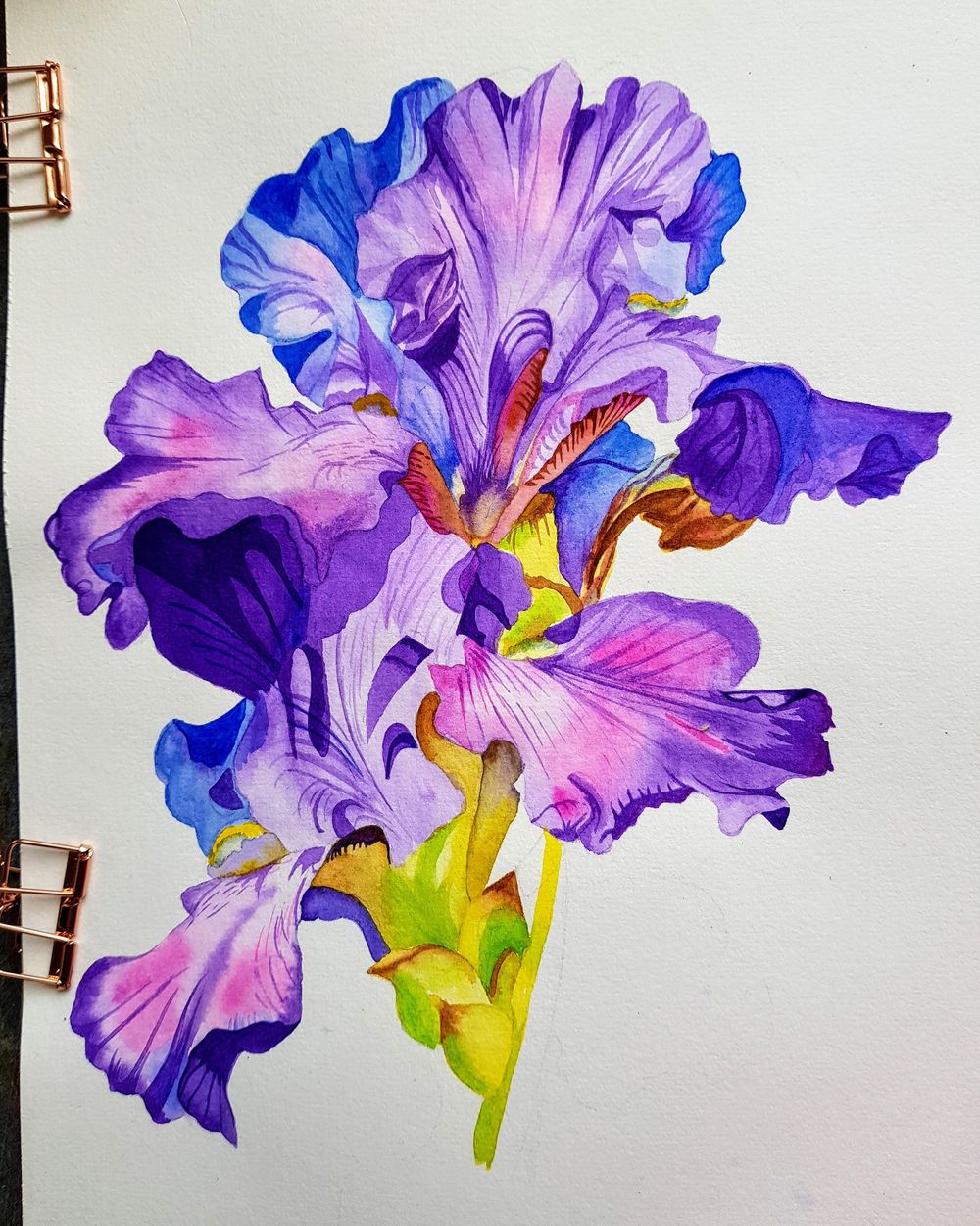 Iris flower - image 1 - student project