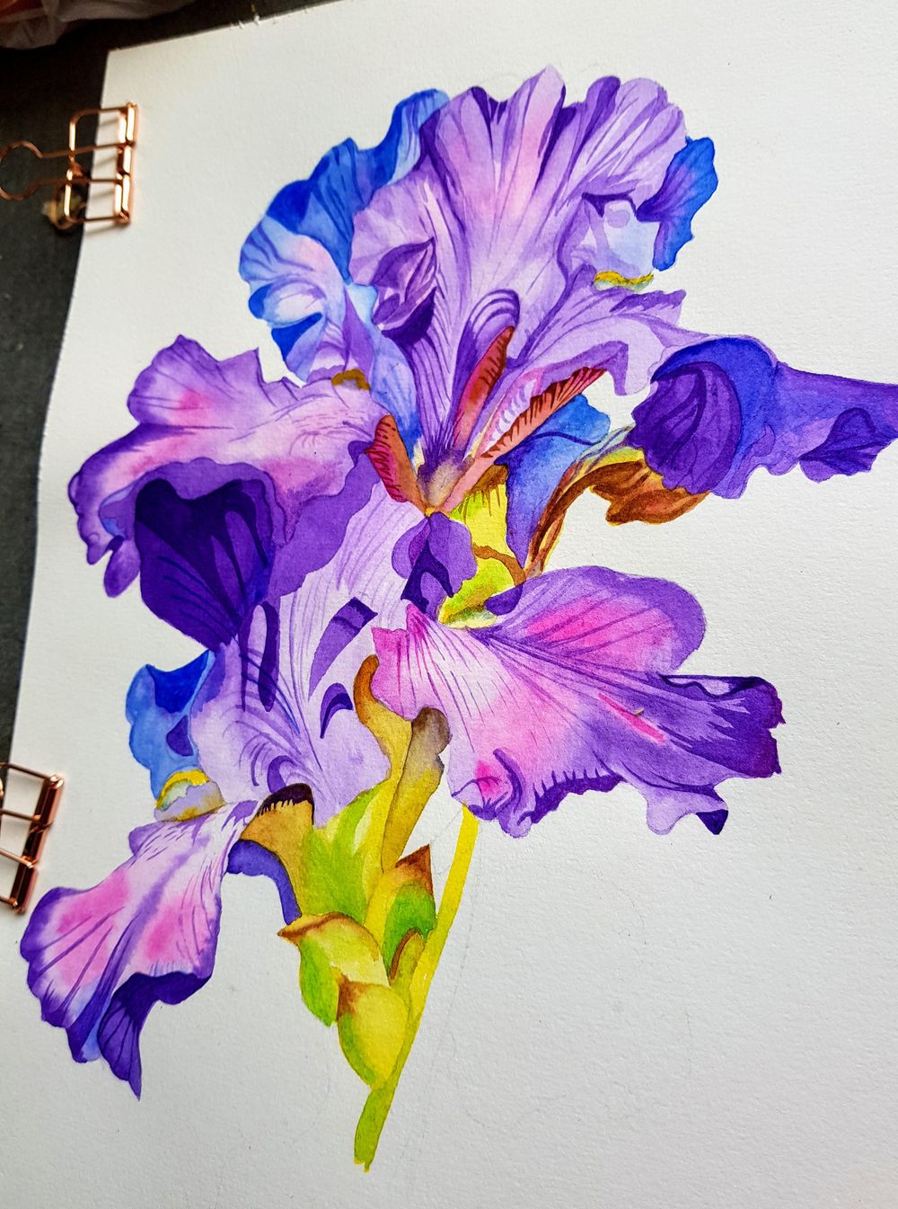 Iris flower - image 2 - student project