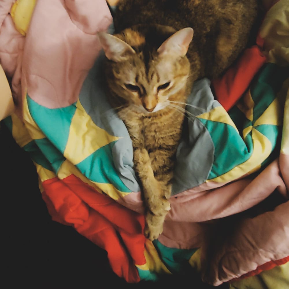 Feline Family Gaming - image 1 - student project