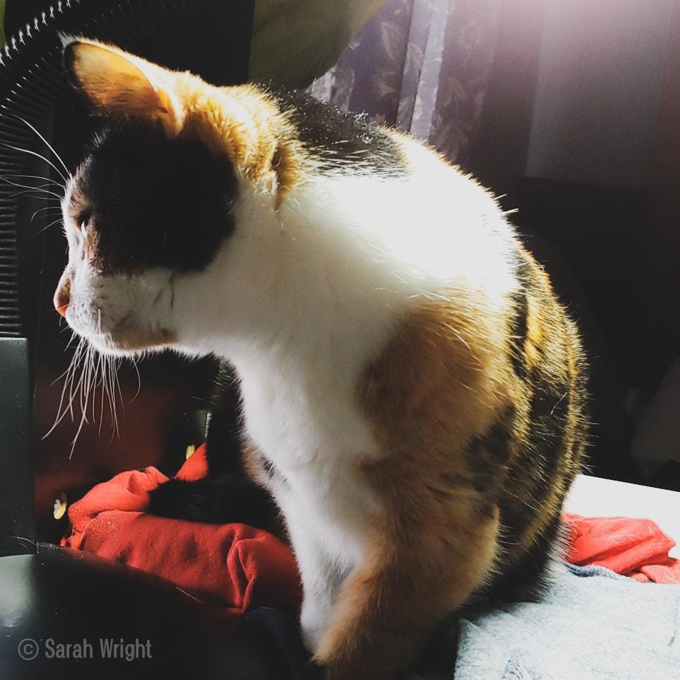 Feline Family Gaming - image 2 - student project