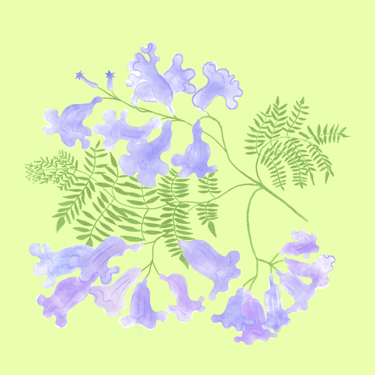 Jacaranda - image 1 - student project