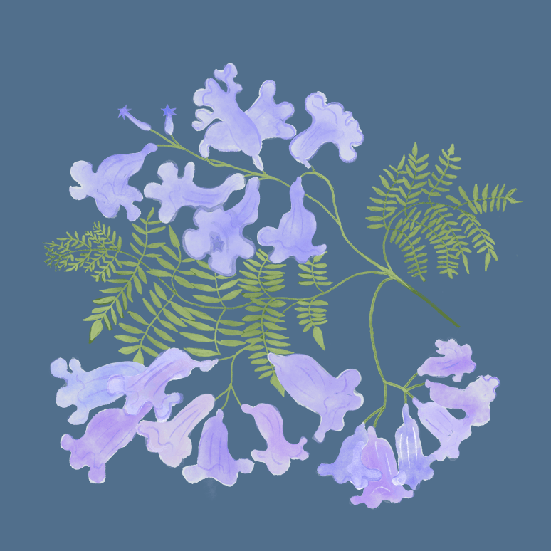 Jacaranda - image 2 - student project