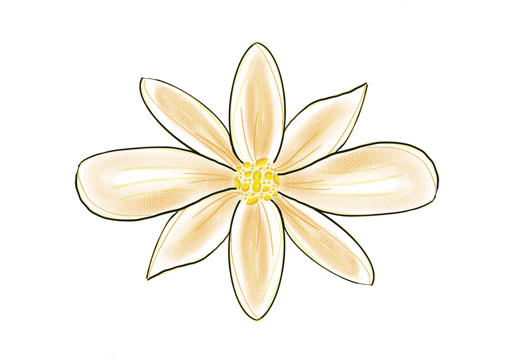 Digital Art with Procreate: Botanicals - image 5 - student project