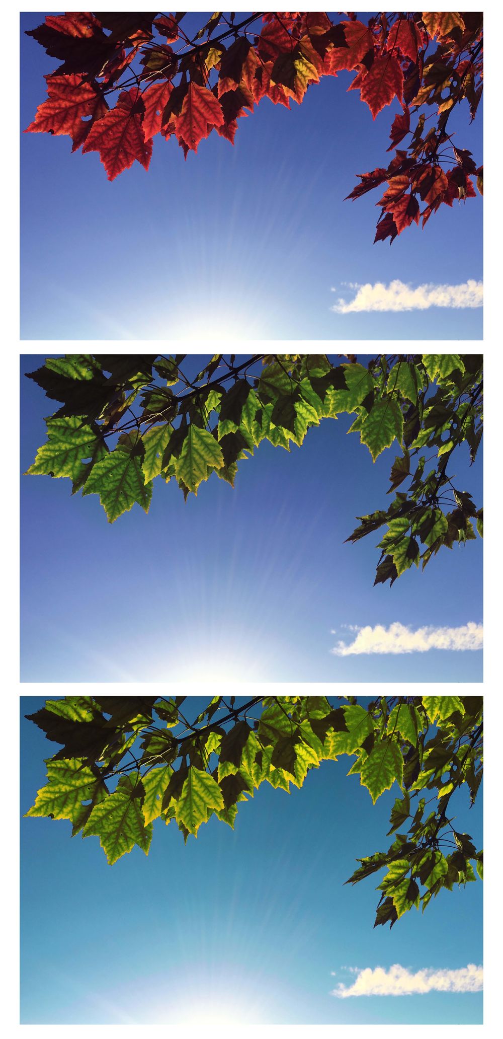 Color change! - image 5 - student project