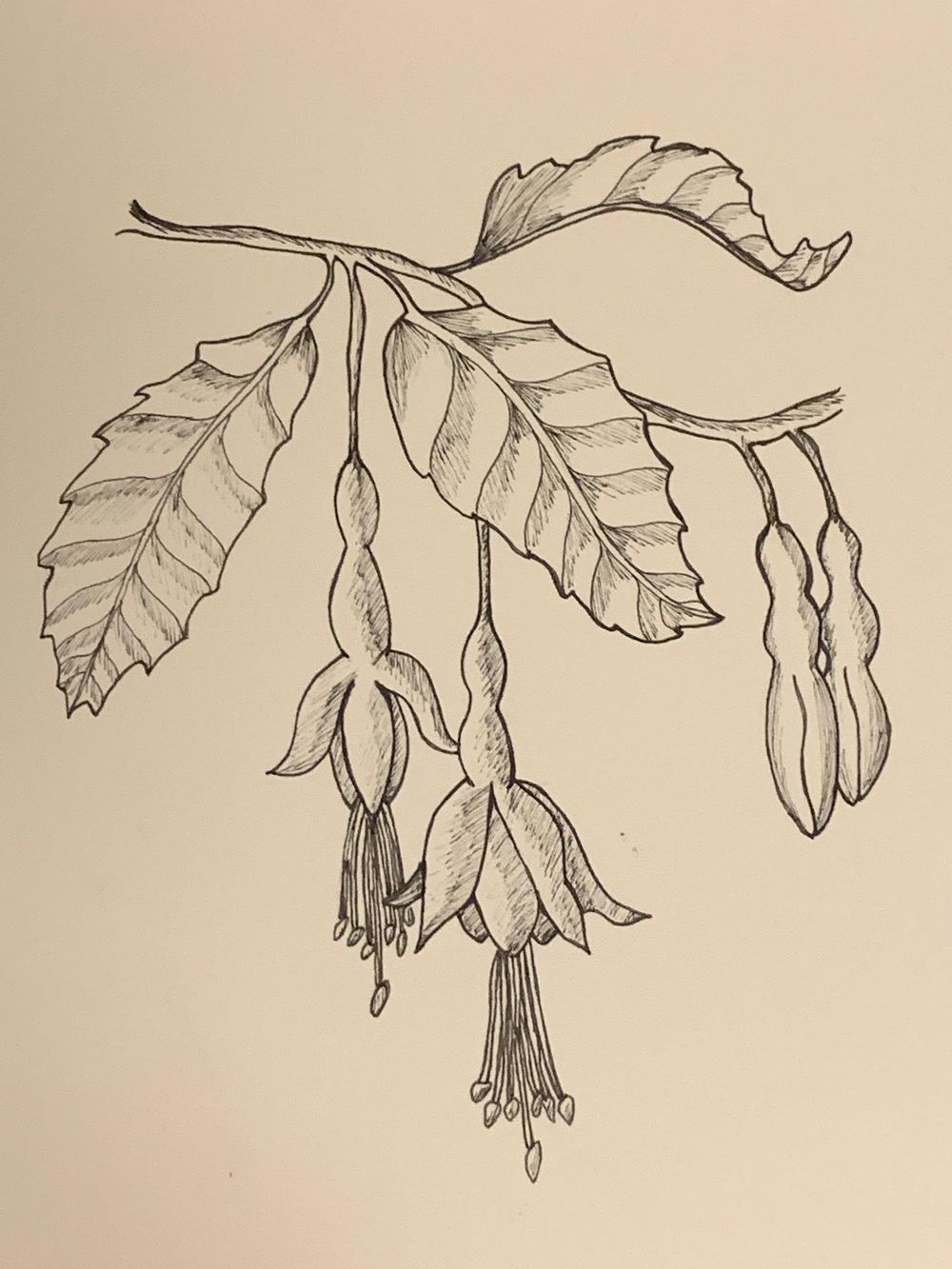 Flower drawing - image 1 - student project