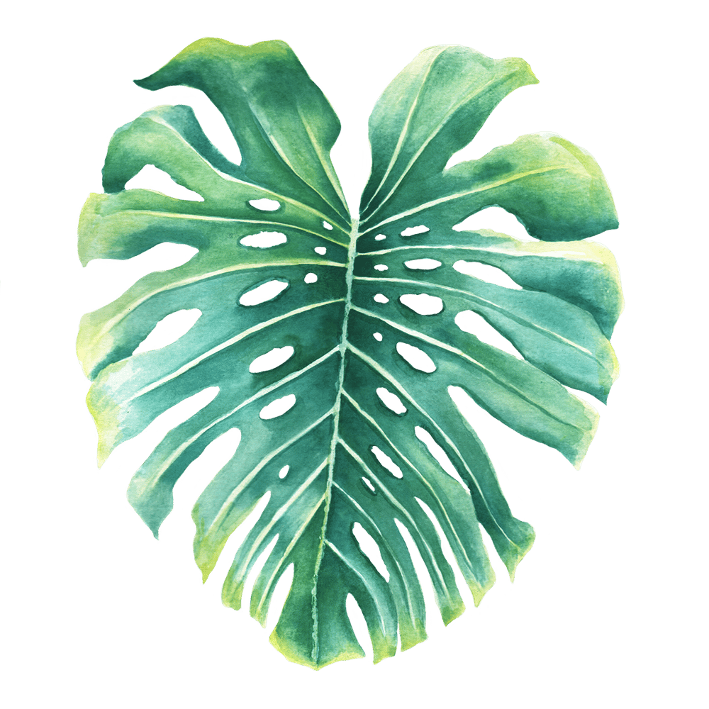 Monstera Leaf Illustration - image 1 - student project