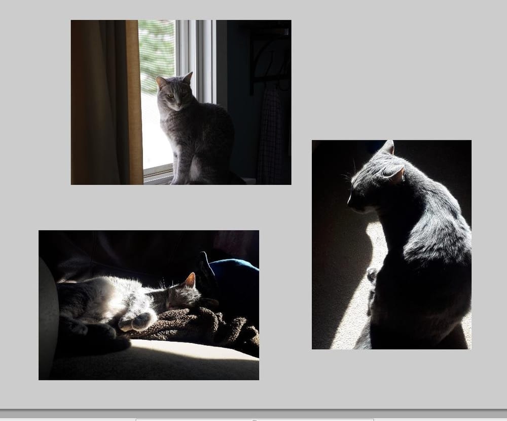 Cat & light as a metaphor - image 1 - student project