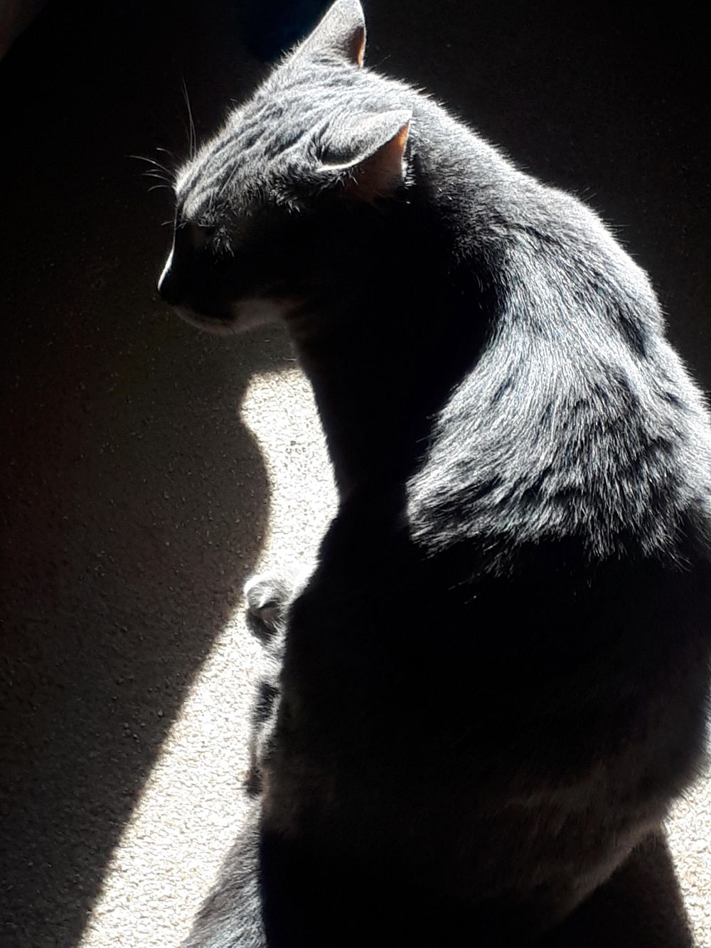 Cat & light as a metaphor - image 4 - student project