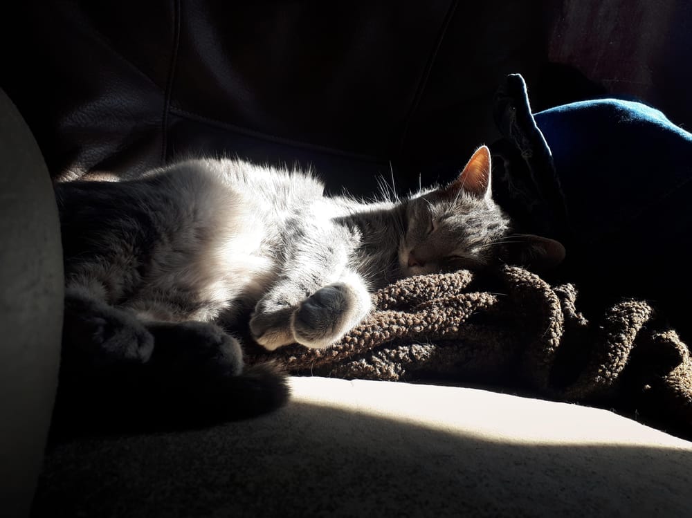Cat & light as a metaphor - image 3 - student project