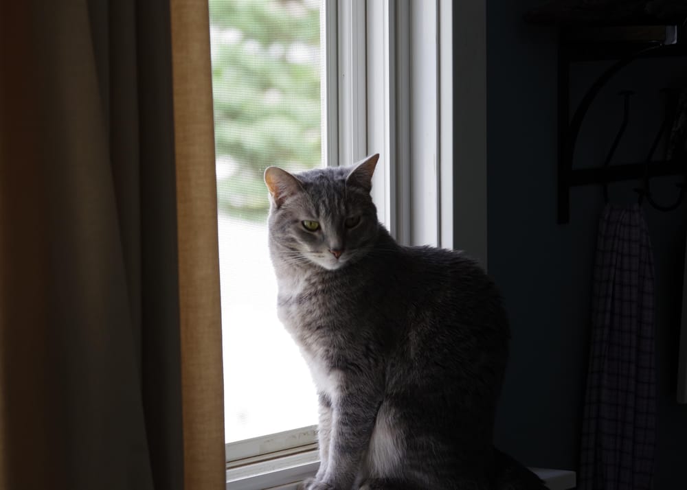 Cat & light as a metaphor - image 2 - student project