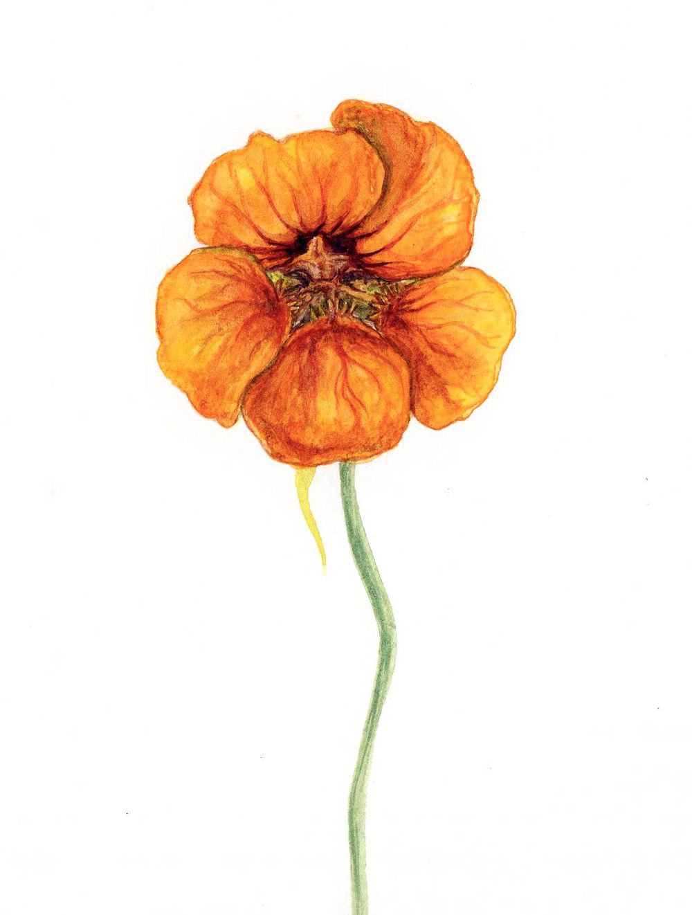 My Nasturtium Flower - image 1 - student project