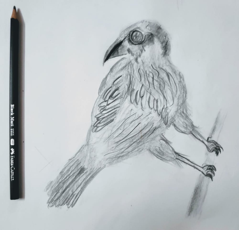 Scrub Jay - image 1 - student project