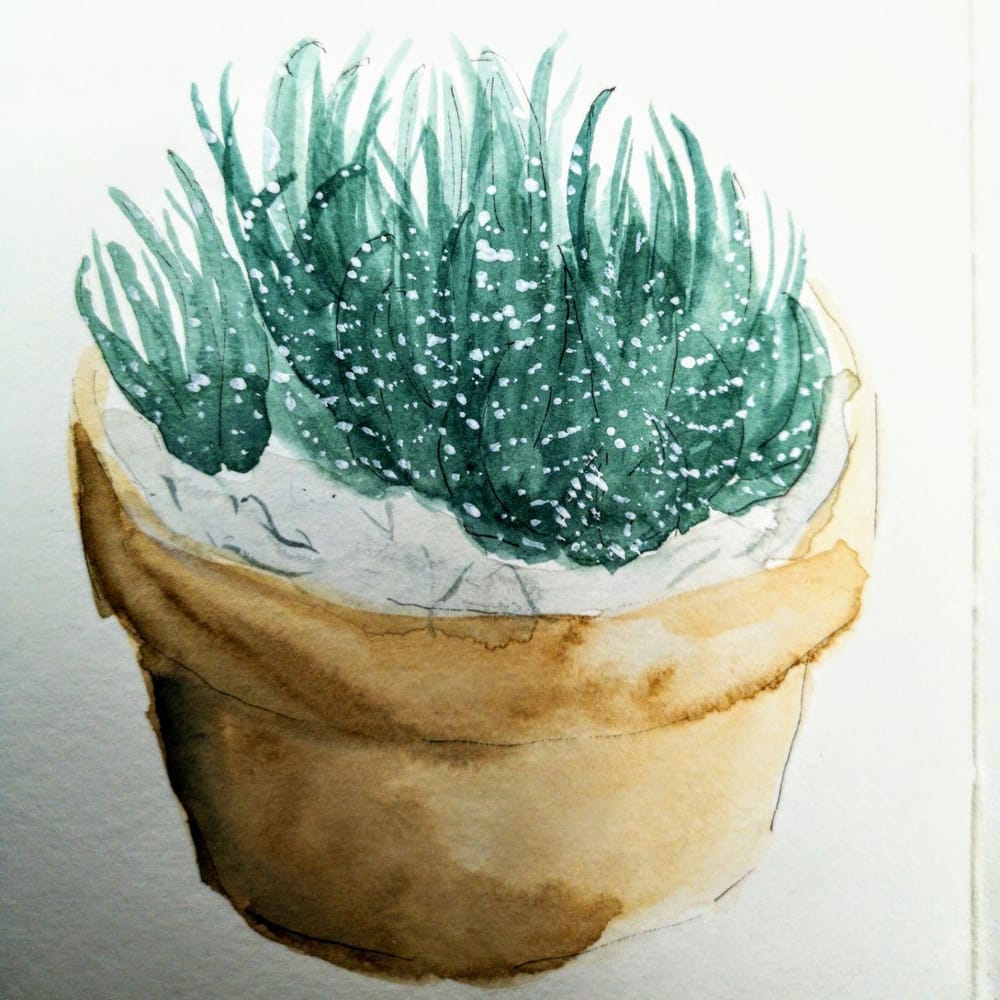 House plants and flowers - image 11 - student project