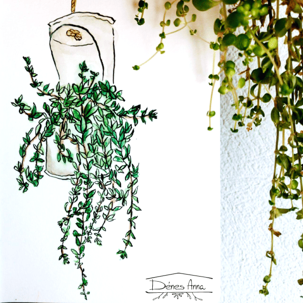 House plants and flowers - image 16 - student project