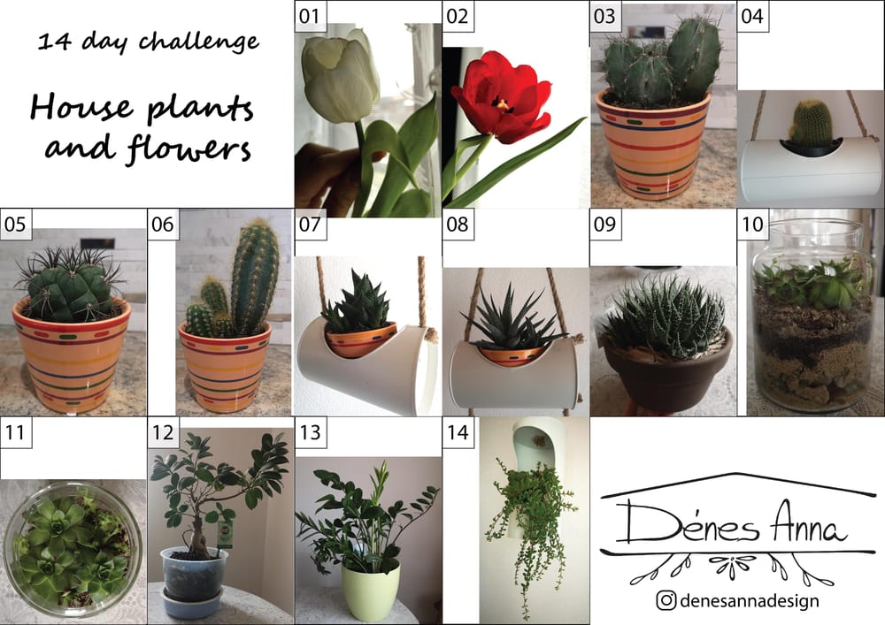 House plants and flowers - image 2 - student project
