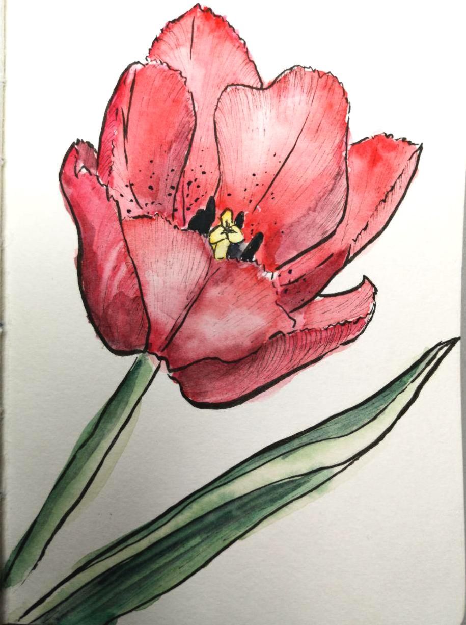 House plants and flowers - image 4 - student project