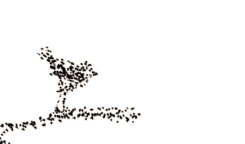 100 Birds - image 38 - student project