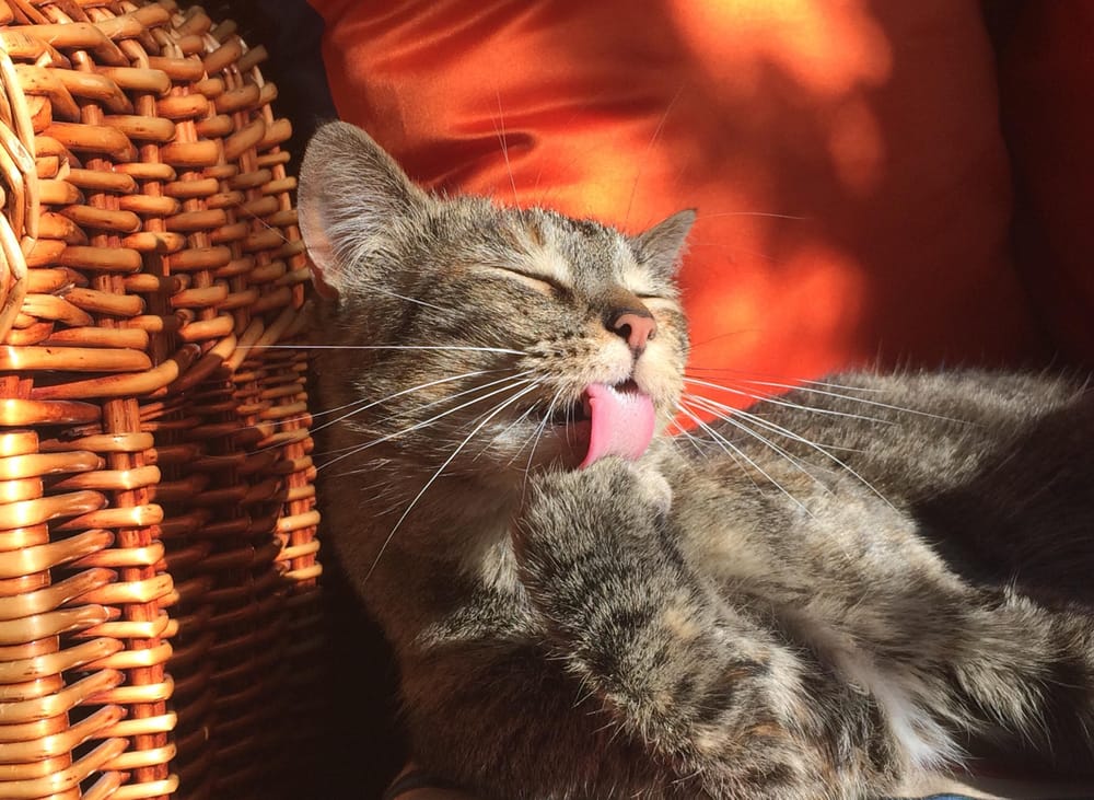 My cats - image 1 - student project