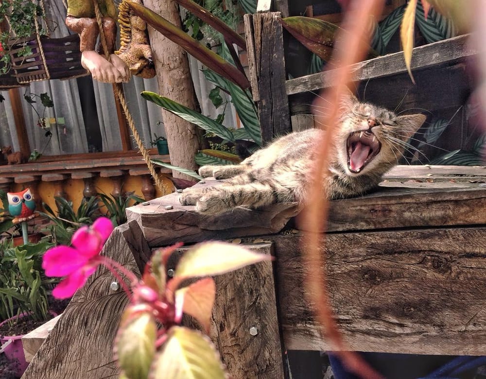 My cats - image 2 - student project