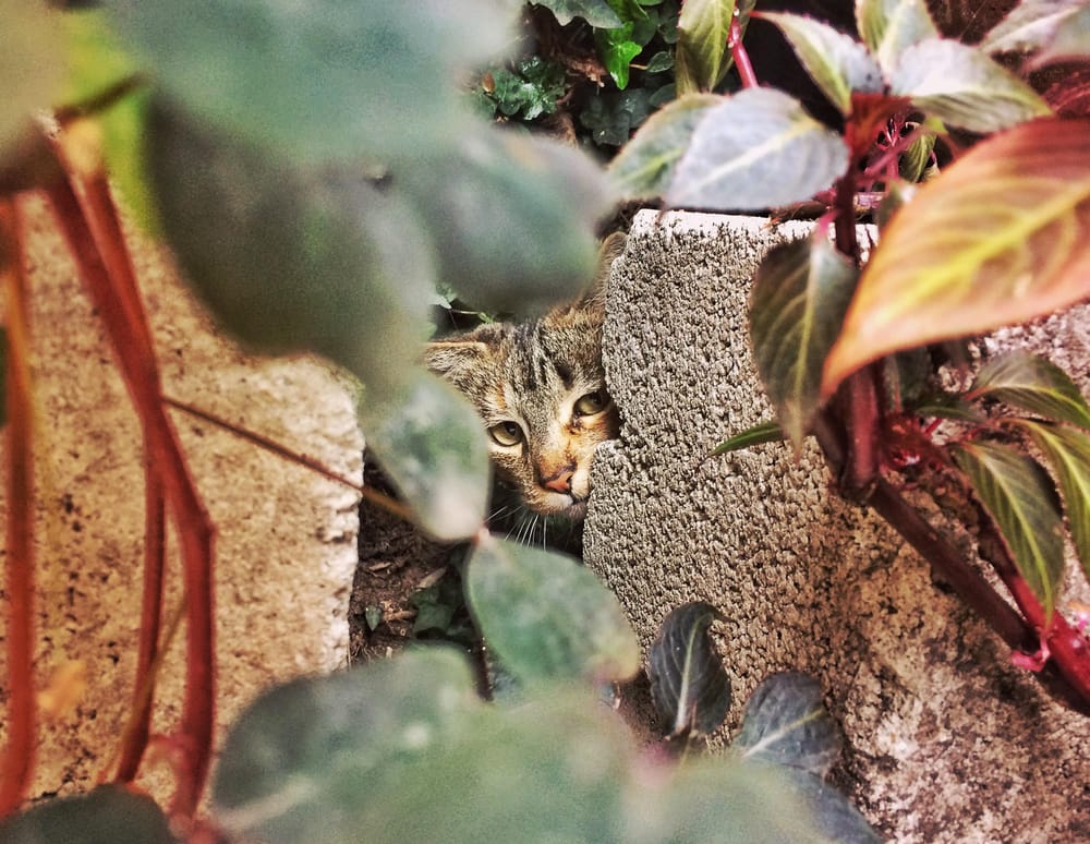 My cats - image 3 - student project