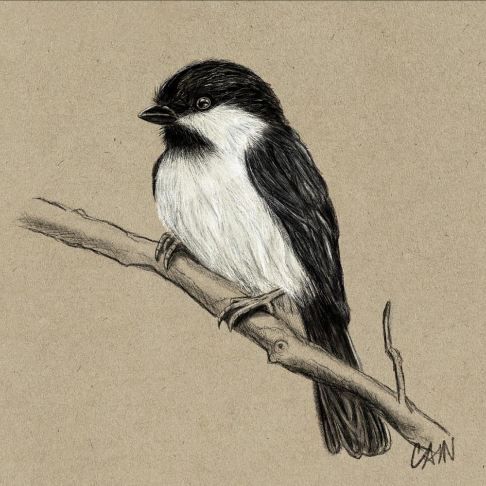 Chickadee - image 1 - student project