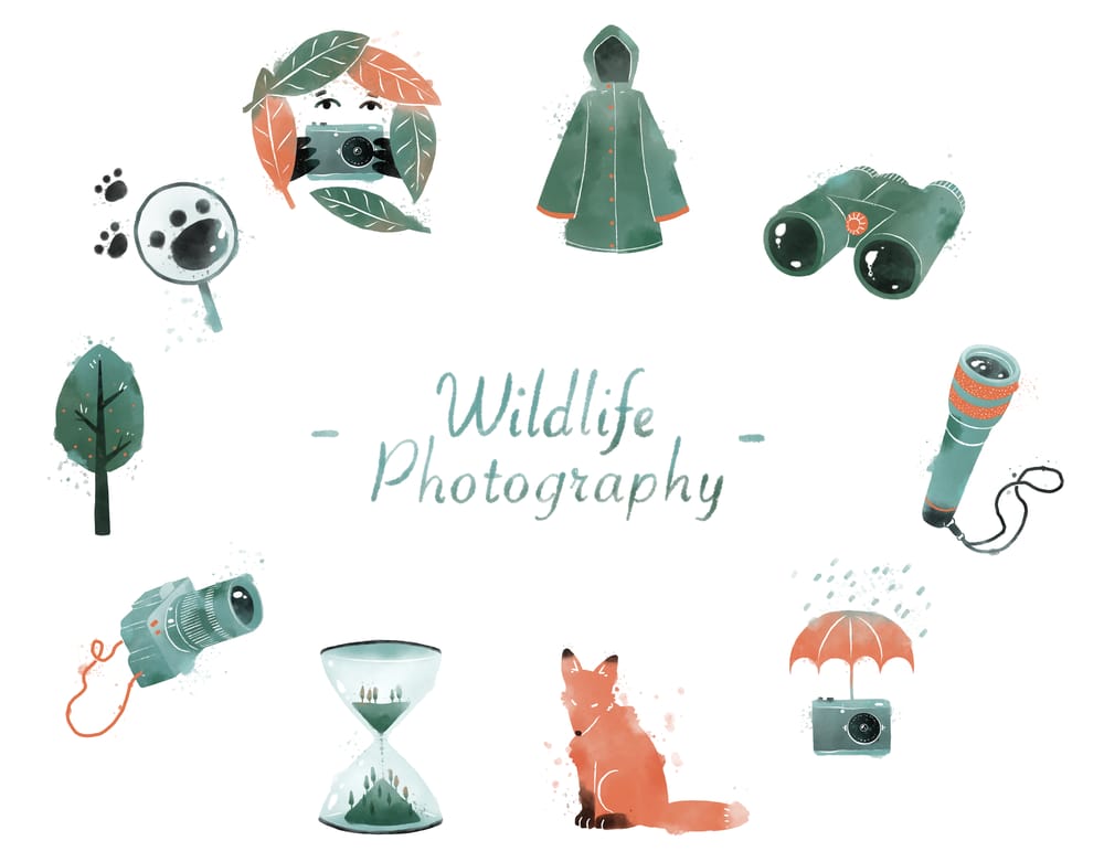 Wildlife photography - image 6 - student project