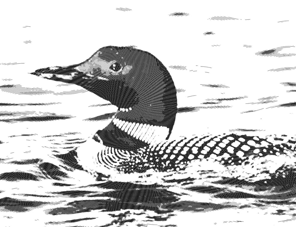 Engraved Clooney, Canadian Goose, and Loon - image 3 - student project