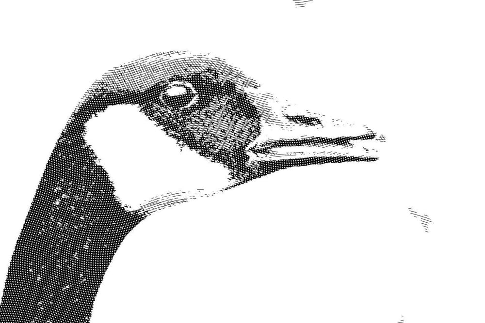 Engraved Clooney, Canadian Goose, and Loon - image 2 - student project