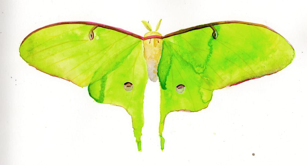 Flutters - image 1 - student project