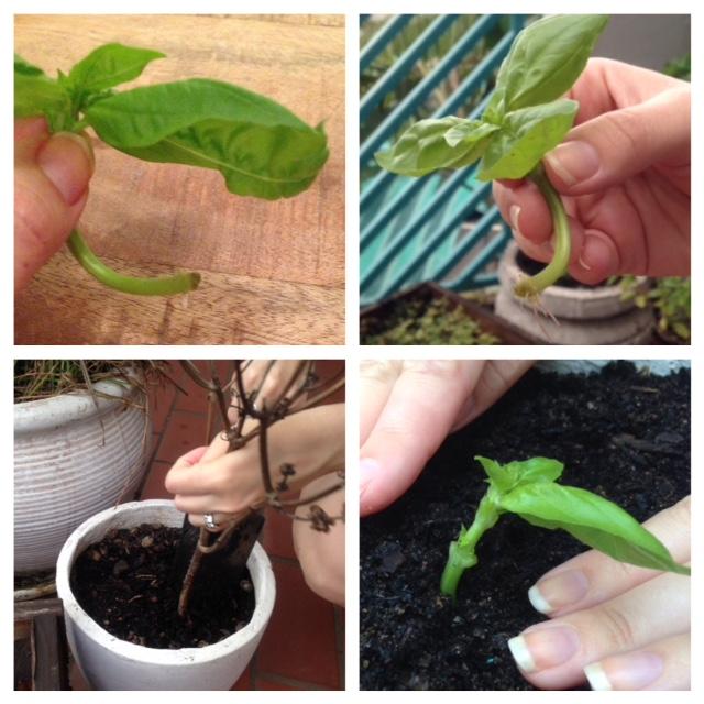 Growing basil from a snipping - image 1 - student project