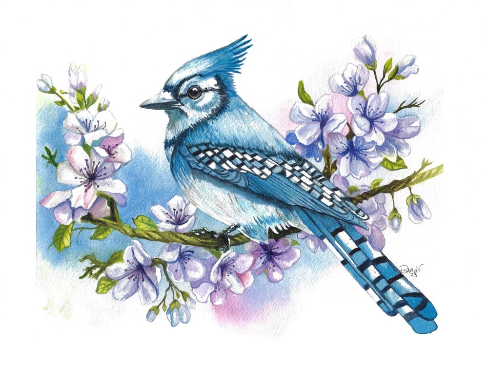 Beautiful Blue Jay in watercolor - image 1 - student project