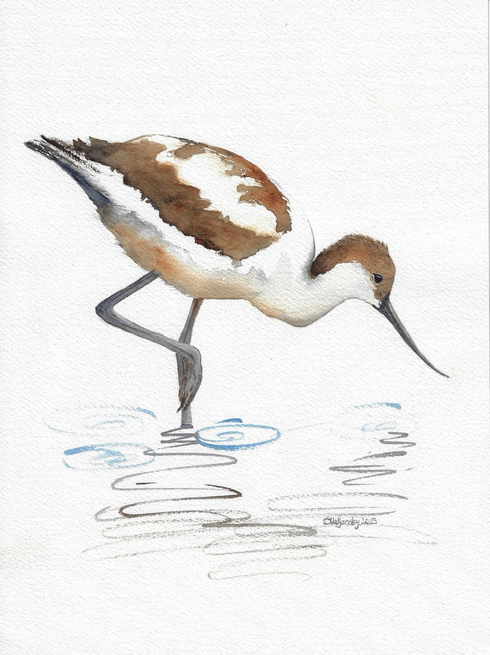 Wading Avocet - image 1 - student project