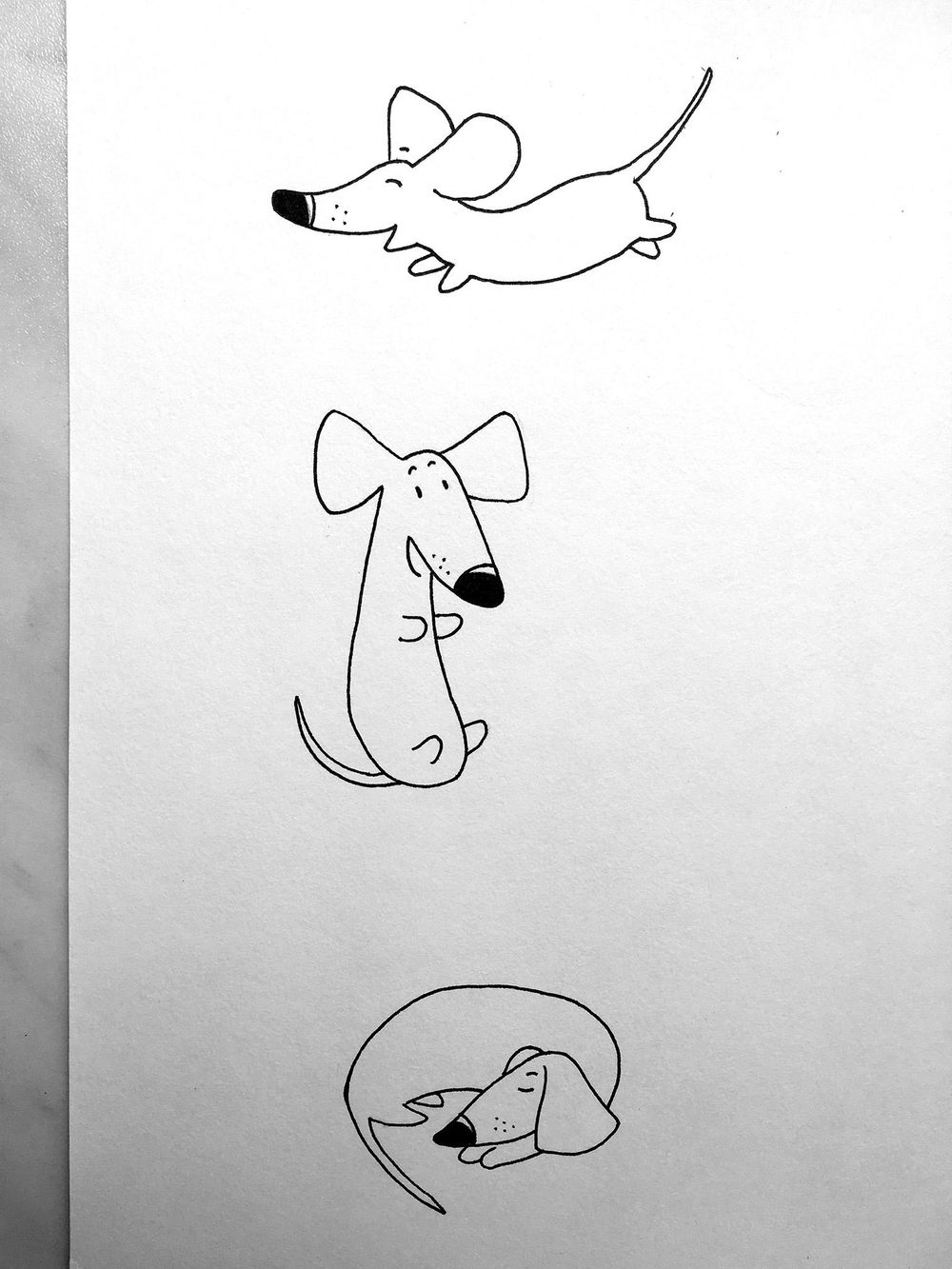 A little bit about my dachshund - image 1 - student project
