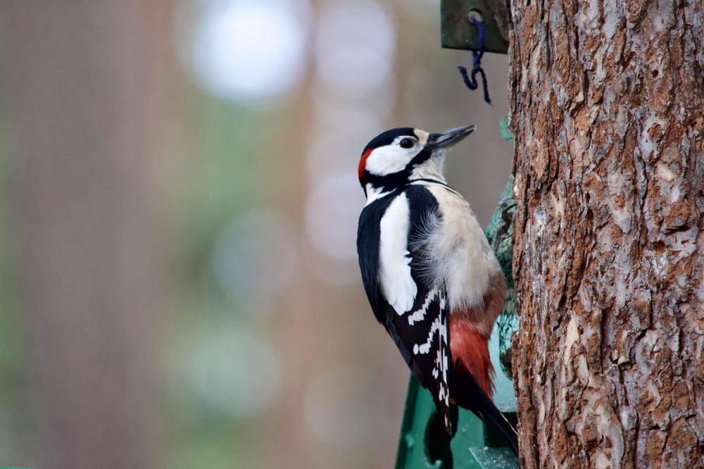 Bird photography practice - image 2 - student project