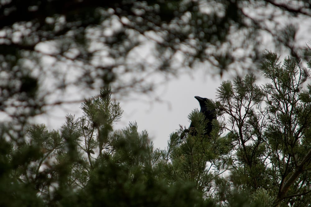 Bird photography practice - image 3 - student project
