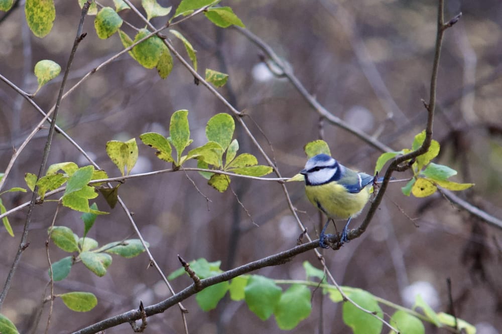 Bird photography practice - image 1 - student project