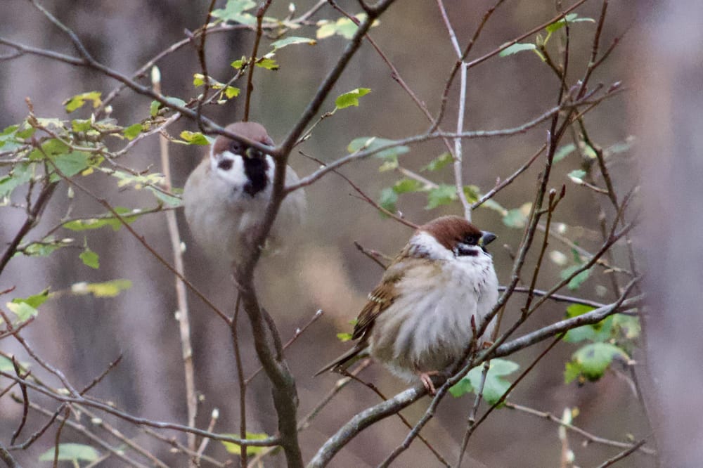 Bird photography practice - image 4 - student project