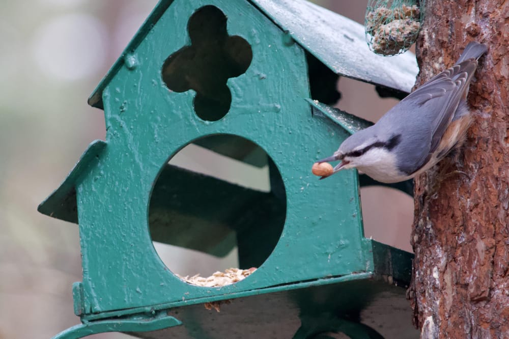 Bird photography practice - image 5 - student project