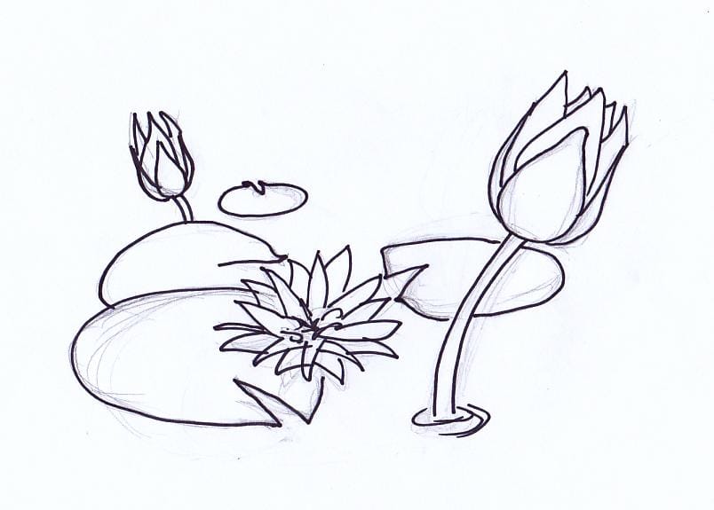 Water Lily - image 1 - student project
