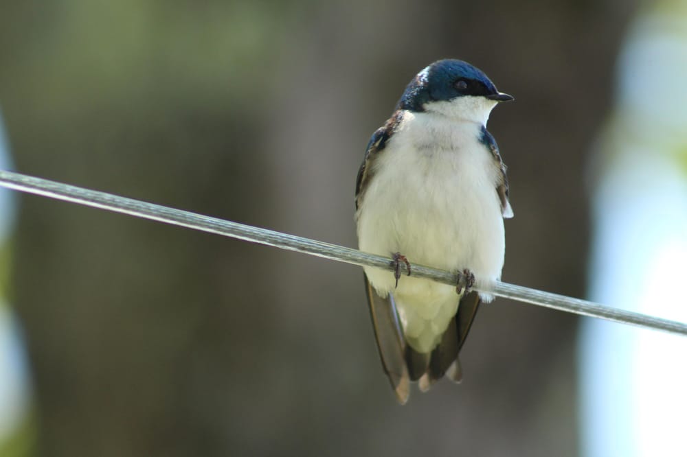 Common Backyard Birds - image 1 - student project