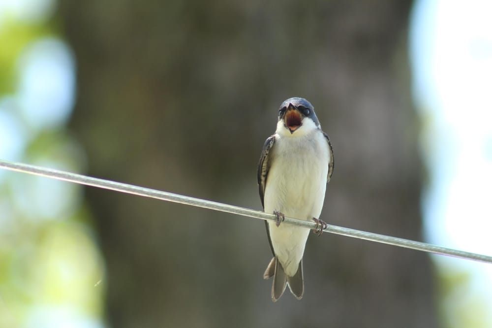 Common Backyard Birds - image 2 - student project