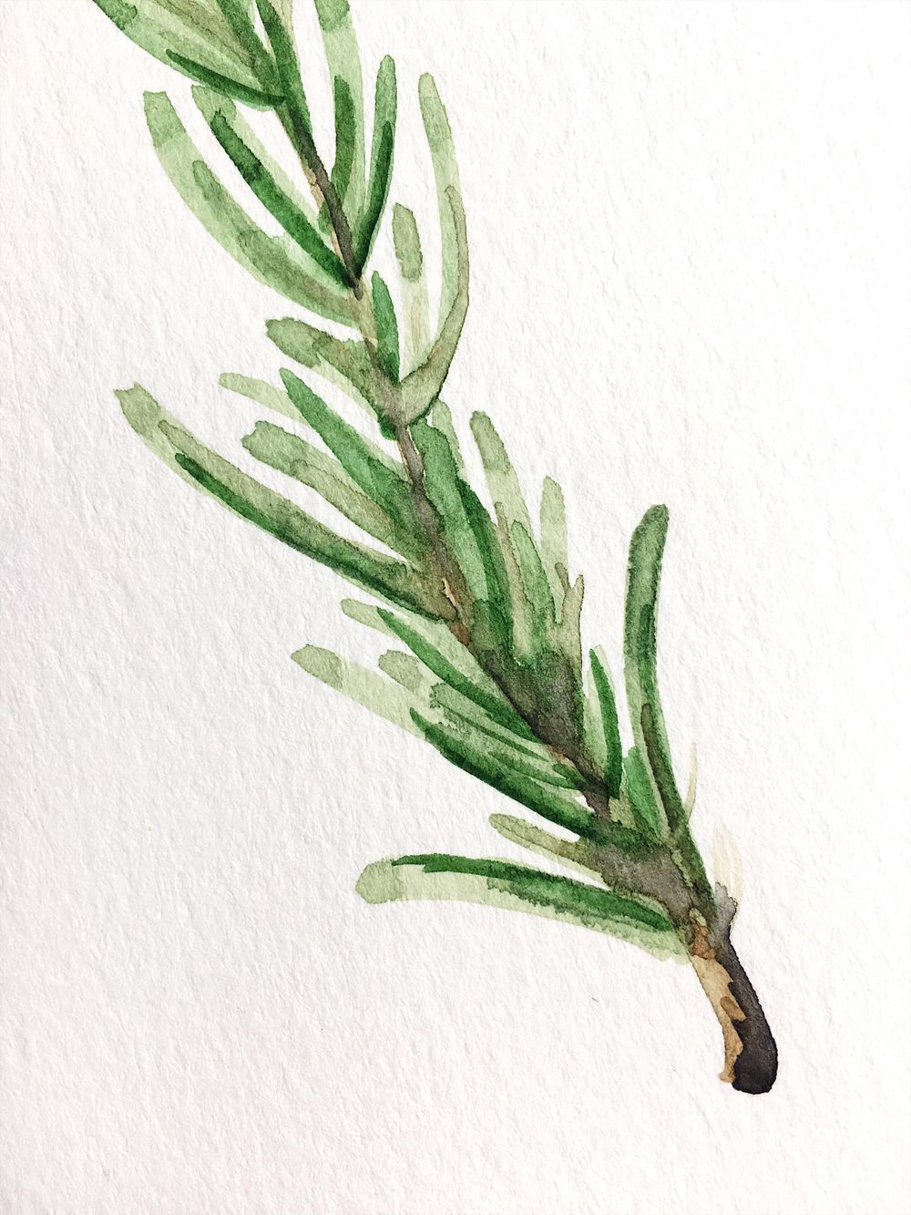 Roses and Rosemary - image 3 - student project