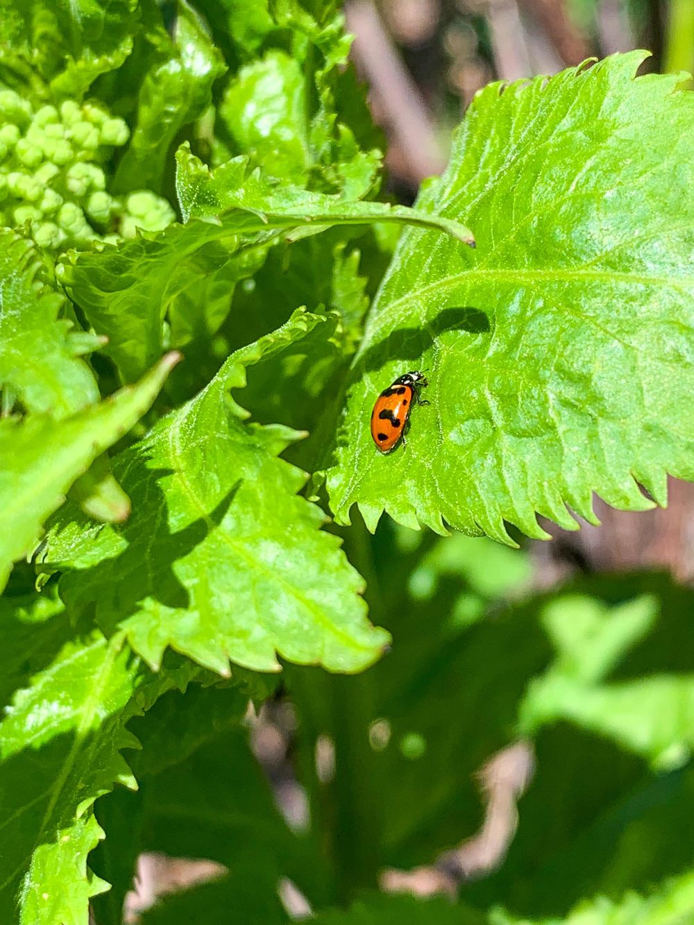 Macro Hike - image 4 - student project