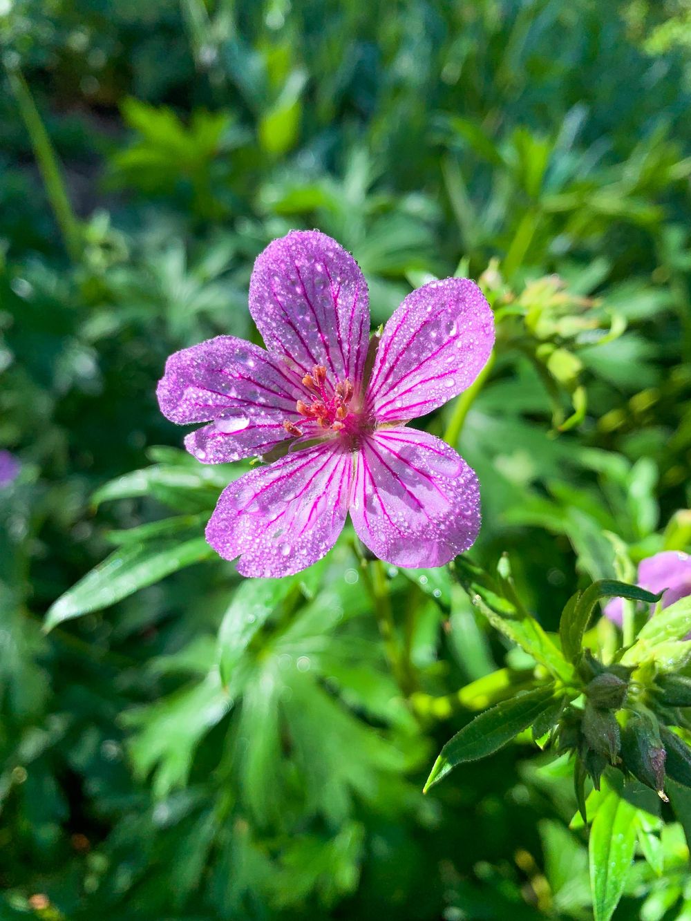 Macro Hike - image 1 - student project