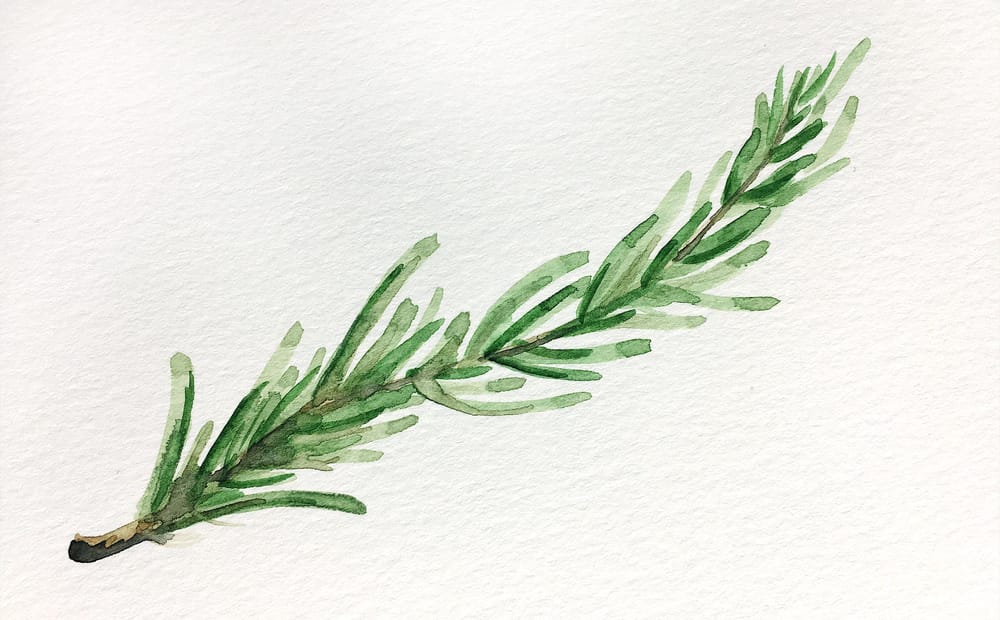 Roses and Rosemary - image 4 - student project