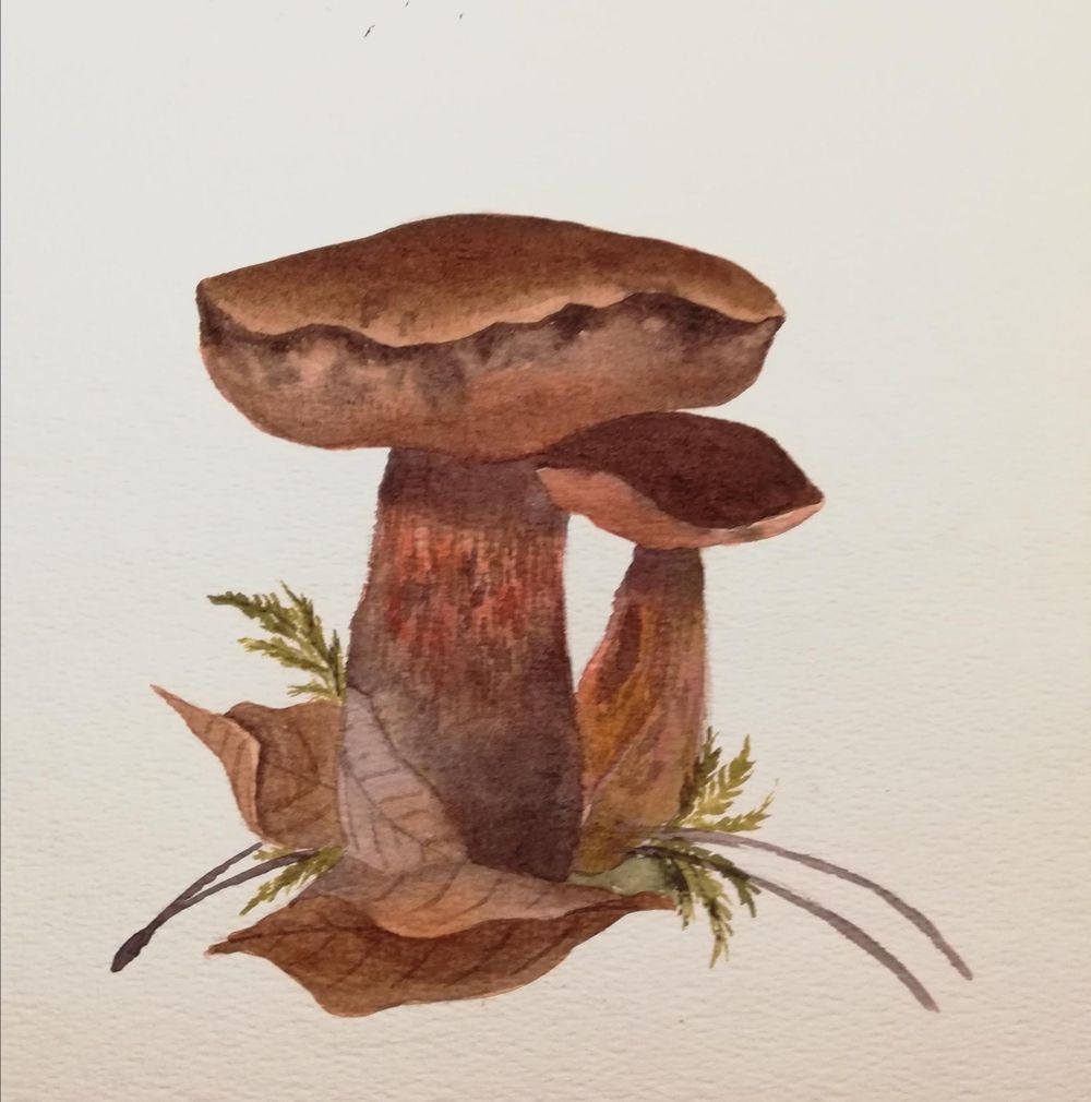 Fly agaric - image 2 - student project